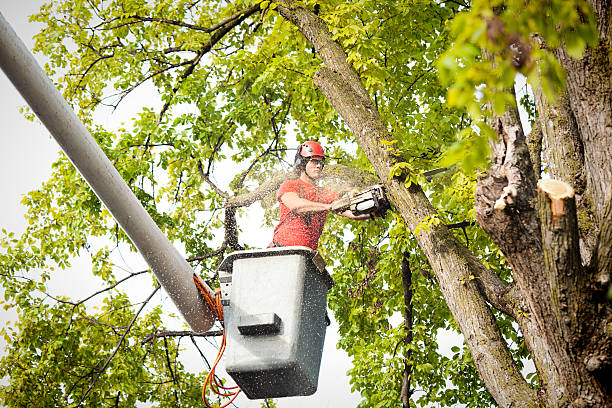 The Steps Involved in Our Tree Care Process in Chisago City, MN